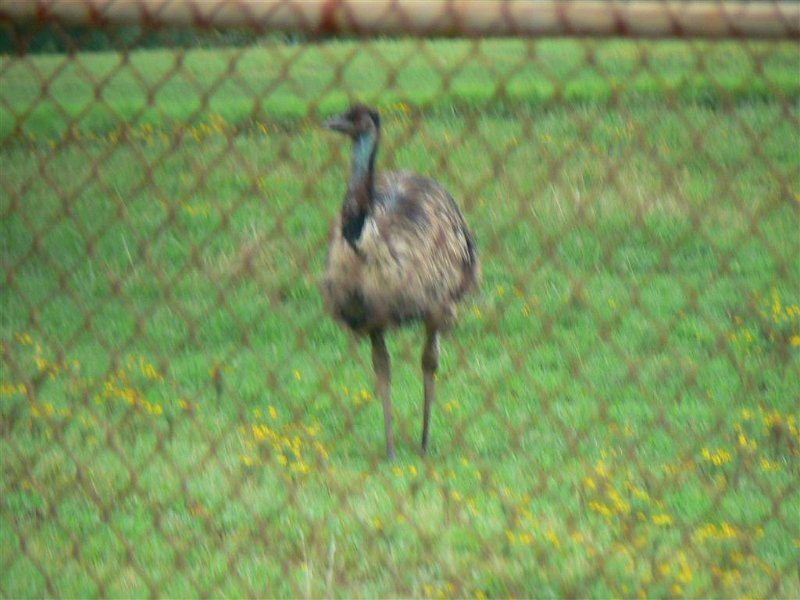 122-Leaving Lake Guntersville State Park.JPG